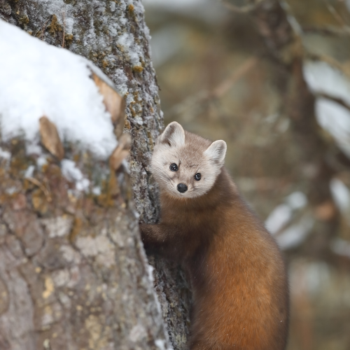 Mr. Marten
