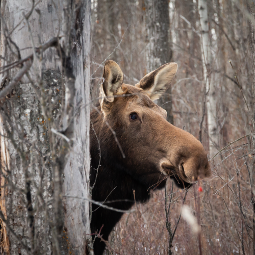 Munching Moose