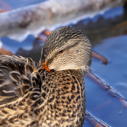 Icy preening