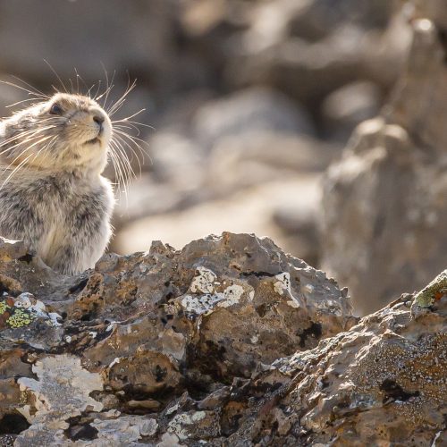 Pika 