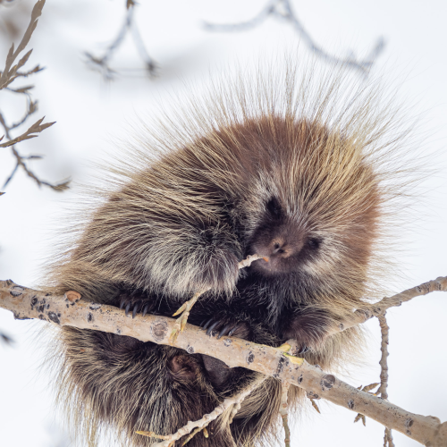 Porcupine and Poplar