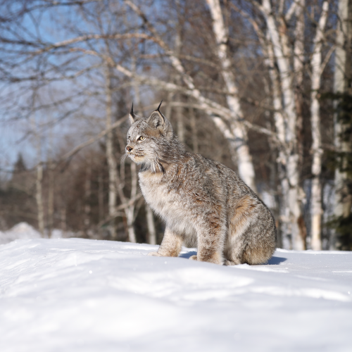 Canada Lynx