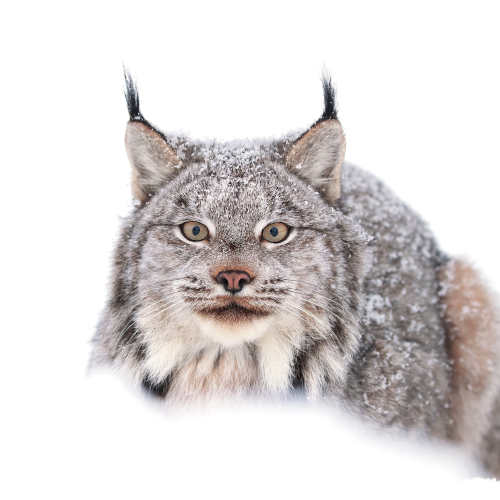 Canada Lynx