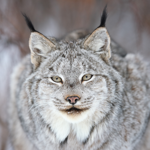 Canada Lynx