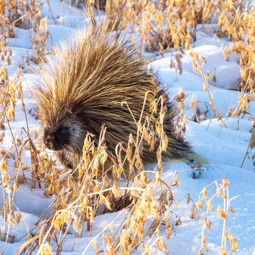 Porcupine Grazing