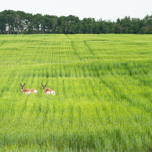 Pronghorn Grazing