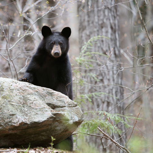 Black Bear Yearling