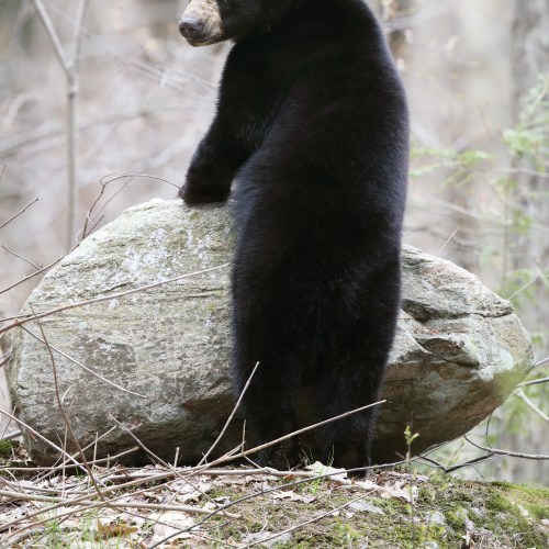 Black Bear Yearling