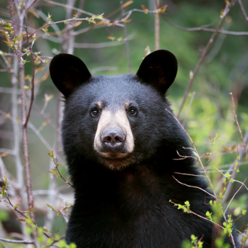 Black Bear Yearling