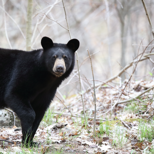Black Bear Yearling