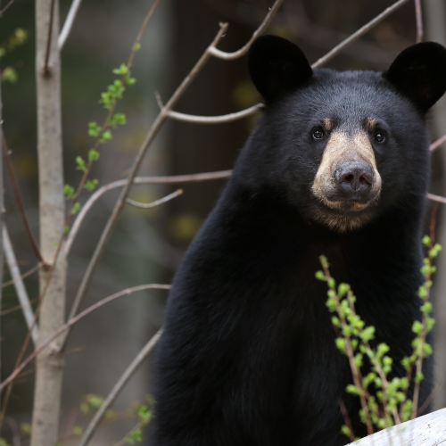 Black Bear Yearling