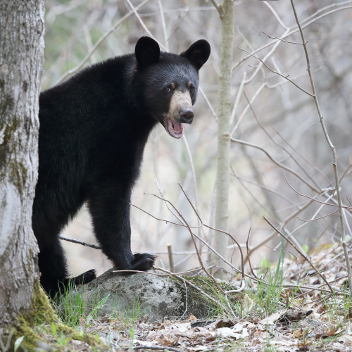Black Bear Yearling