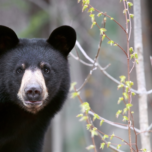 Black Bear Yearling