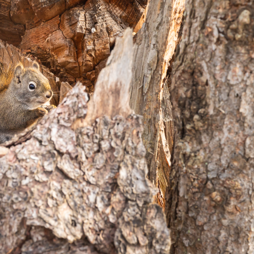 Squirrel Eating Seeds