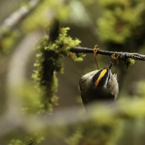 Snack Time for the Constantly Moving Golden-crowned Kinglet