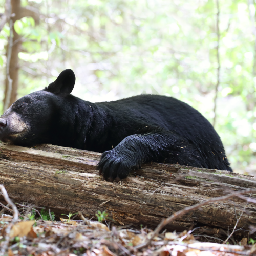 Bearly Awake