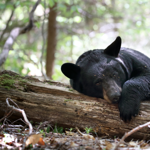 Bearly Awake
