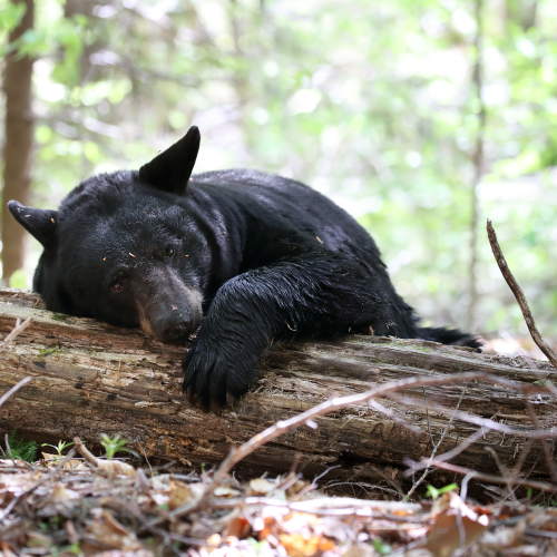 Bearly Awake