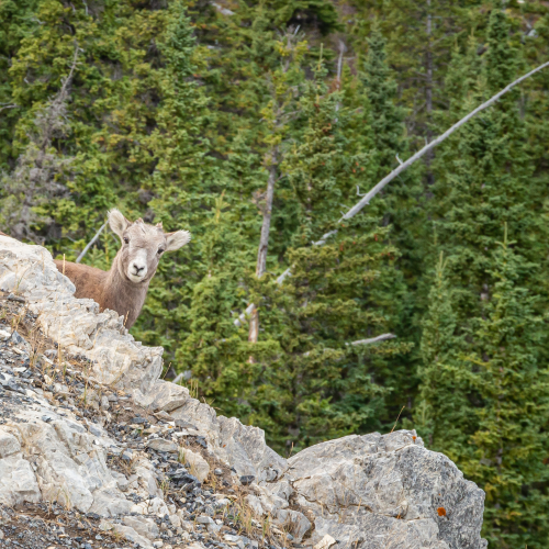 Young Bighorn Sheep