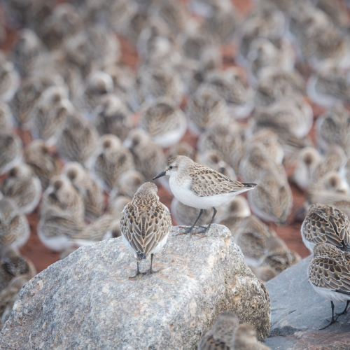 Semipalmated Sandpipers at Fundy shore