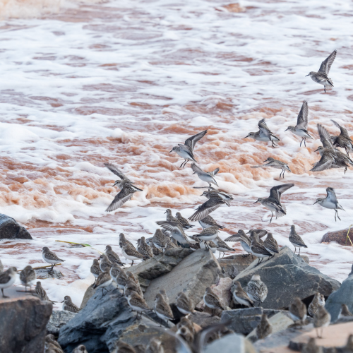Semipalmated Sandpipers at Fundy shore