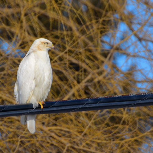Leucistic Red-tailed Hawk