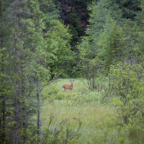 Deer Composition