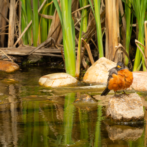 Bird Bath