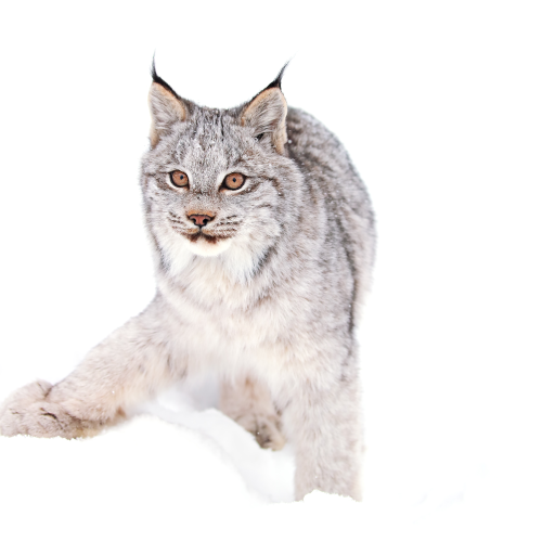 Lynx Kitten
