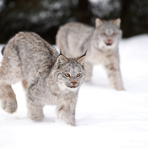 Lynx Kitten