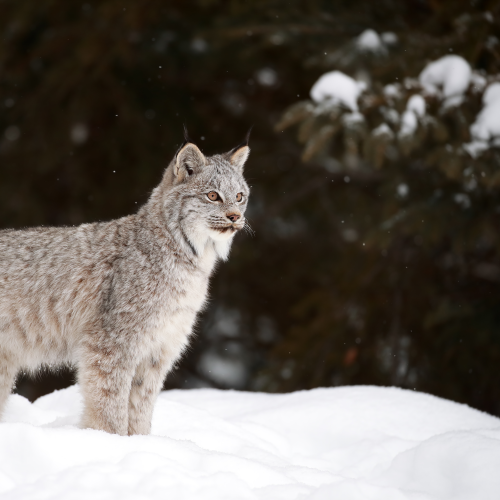 Lynx Kitten