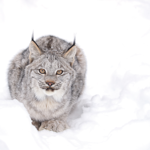Lynx Kitten