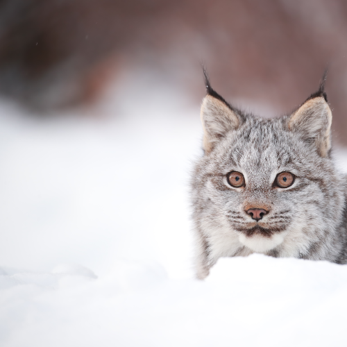 Lynx Kitten