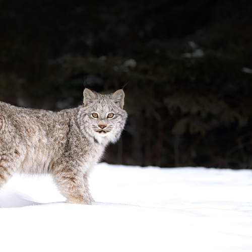 Lynx Kitten