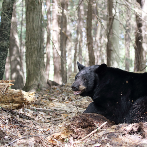 Black Bear