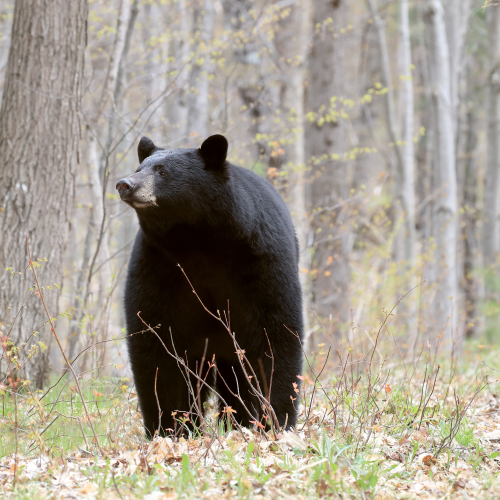 Black Bear
