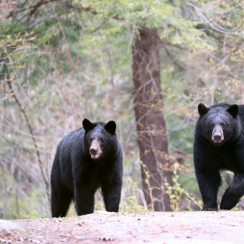 Black Bear