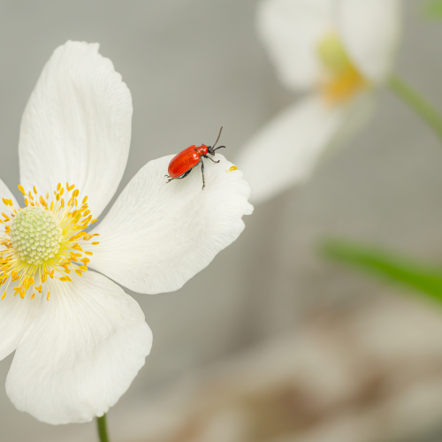 Lily Beetle