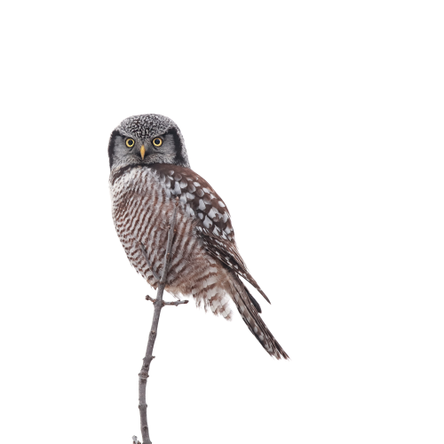Northern Hawk Owl