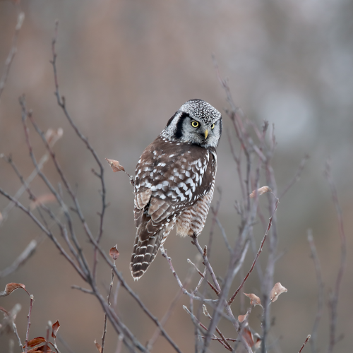Northern Hawk Owl