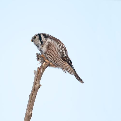 Northern Hawk Owl