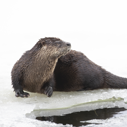 On the Ice