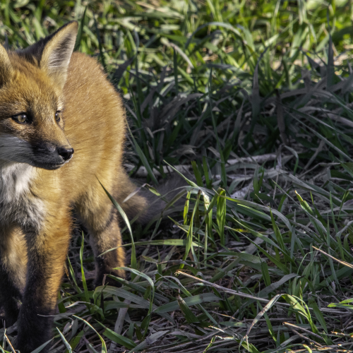 Little Red Fox Kit in a Big World