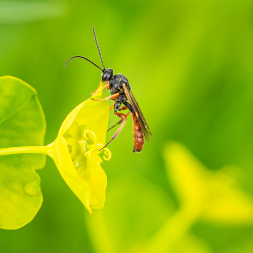Ichneumon Wasp