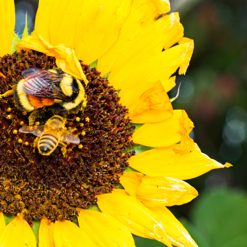 Sunflower Pollinators