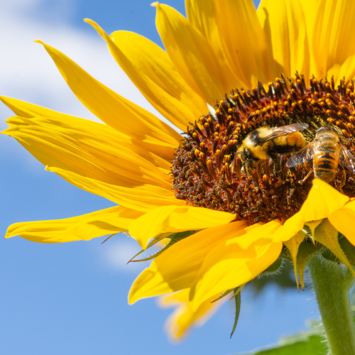 Sunflower Pollinators