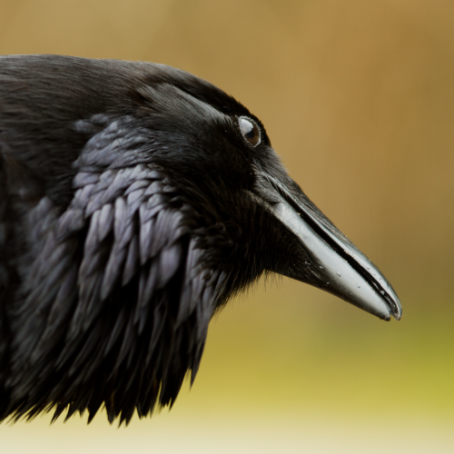Raven's profile