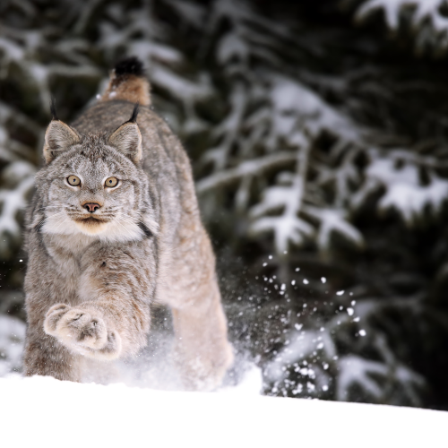 Lynx