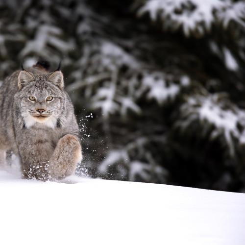 Lynx