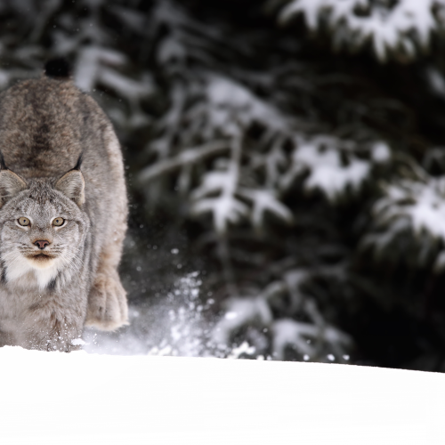 Lynx